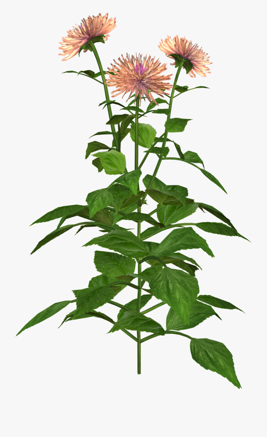 Free High Resolution Graphics And Clip Art - Silybum, Transparent Clipart