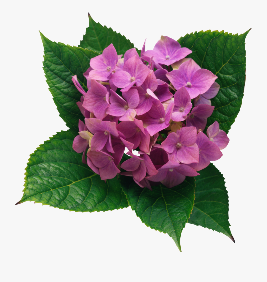 Hydrangea Clipart Png, Transparent Clipart