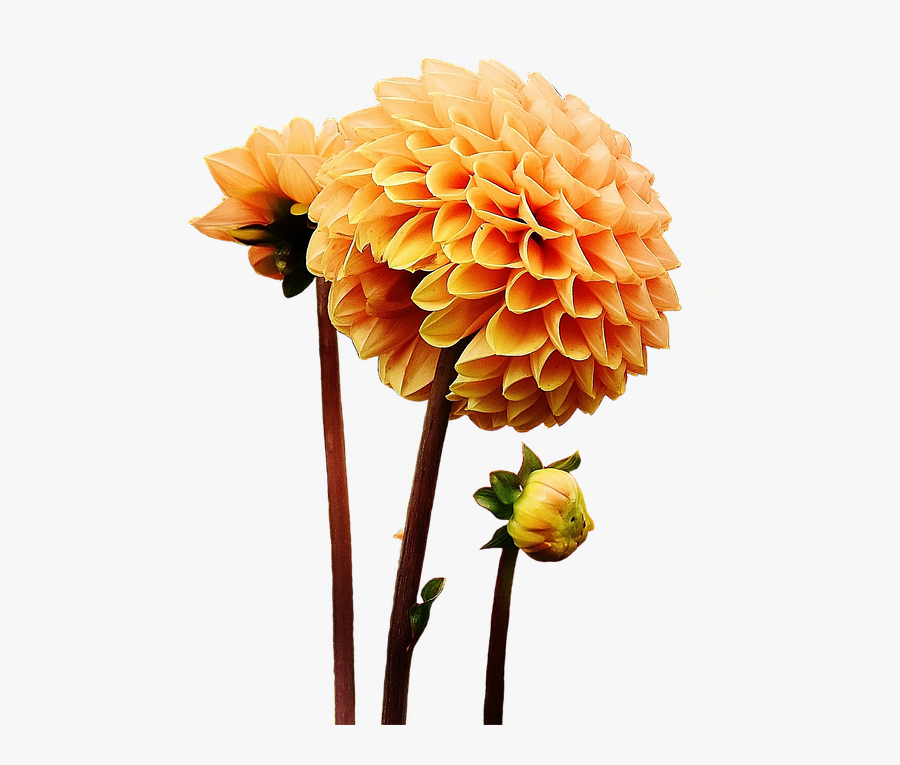 Transparent Dahlia Png - Dahlia Flower Orange Png, Transparent Clipart