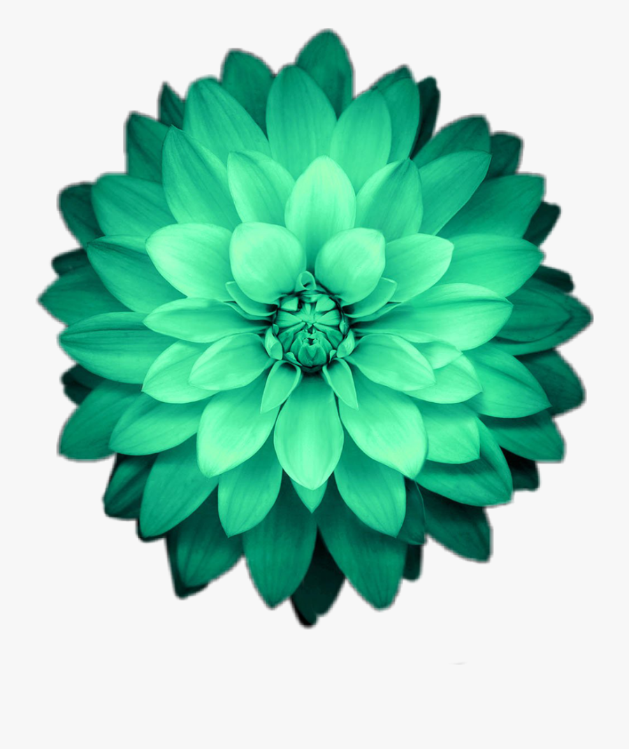 #flower #flowers #green #emeraldgreen - Emerald Green Flower Png, Transparent Clipart