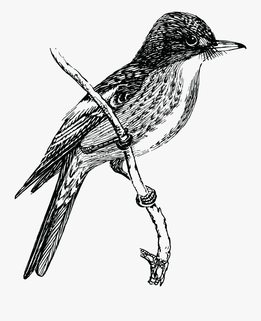 Bird Clipart Sketch - Birds Sketch Clip Art, Transparent Clipart