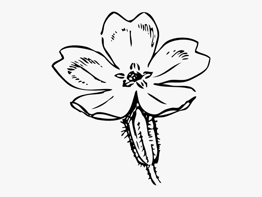 This Free Clipart Png Design Of Primrose Sketch Clipart - Primrose Clipart, Transparent Clipart
