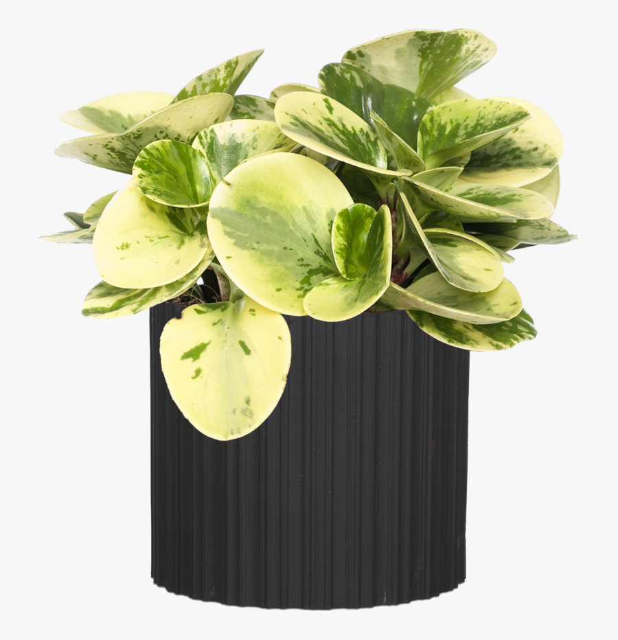 Vase, Transparent Clipart