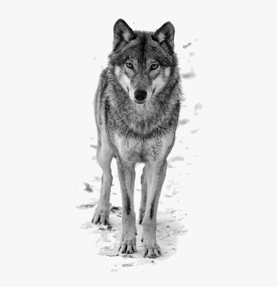 Howling Wolf Clipart Free - Wolf Png, Transparent Clipart