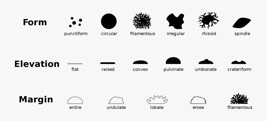 Clip Art Colony Bacteria Microbiology Microbiological - Colony Morphology, Transparent Clipart