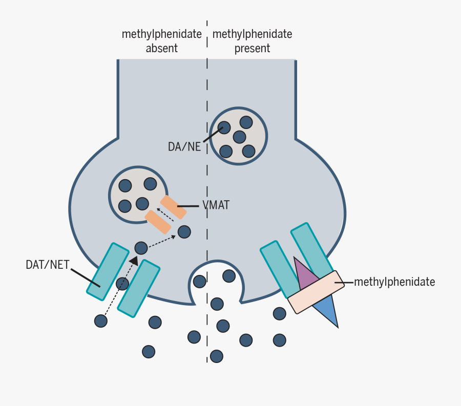 Methylphenidate Absent Versus Present, Transparent Clipart