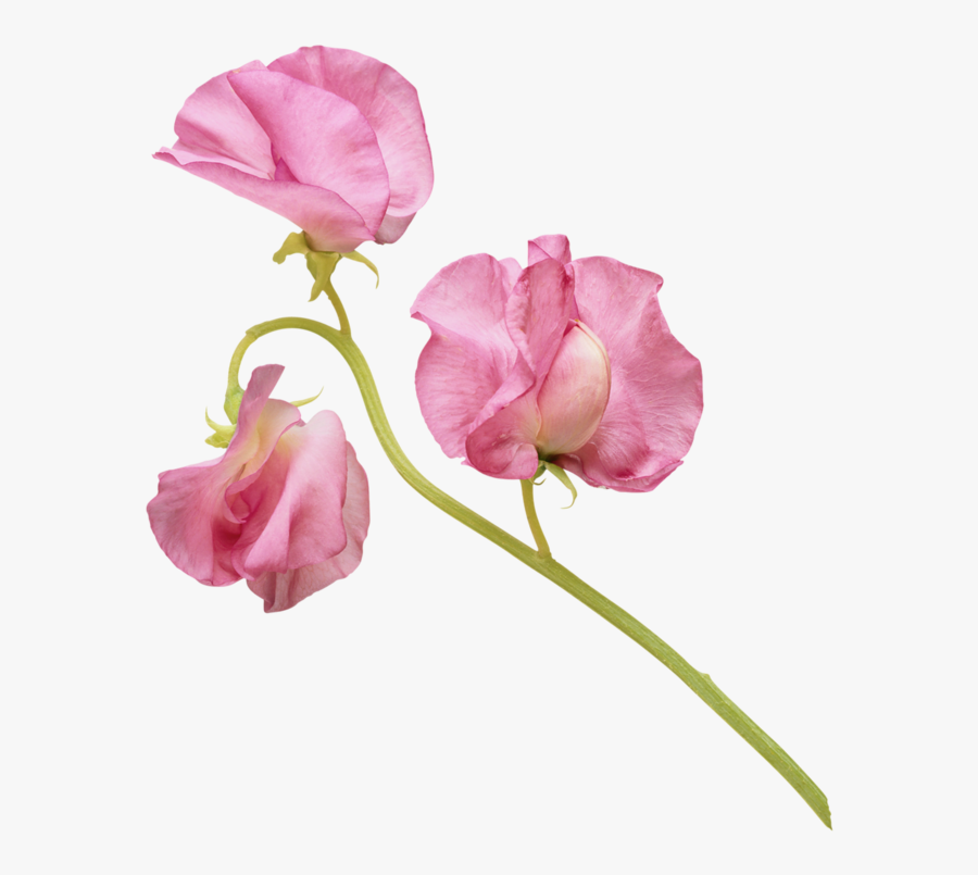 Фотки Sweet Peas, Watercolor Paintings, Watercolours, - Sweet Pea Flower Png, Transparent Clipart