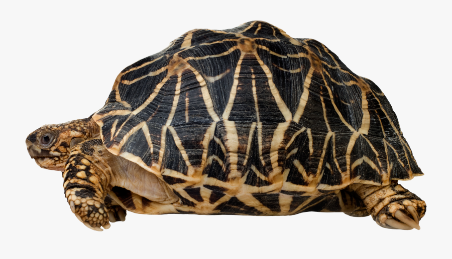 Turtle Png Clip Art - Sorry I M A Bit Late, Transparent Clipart