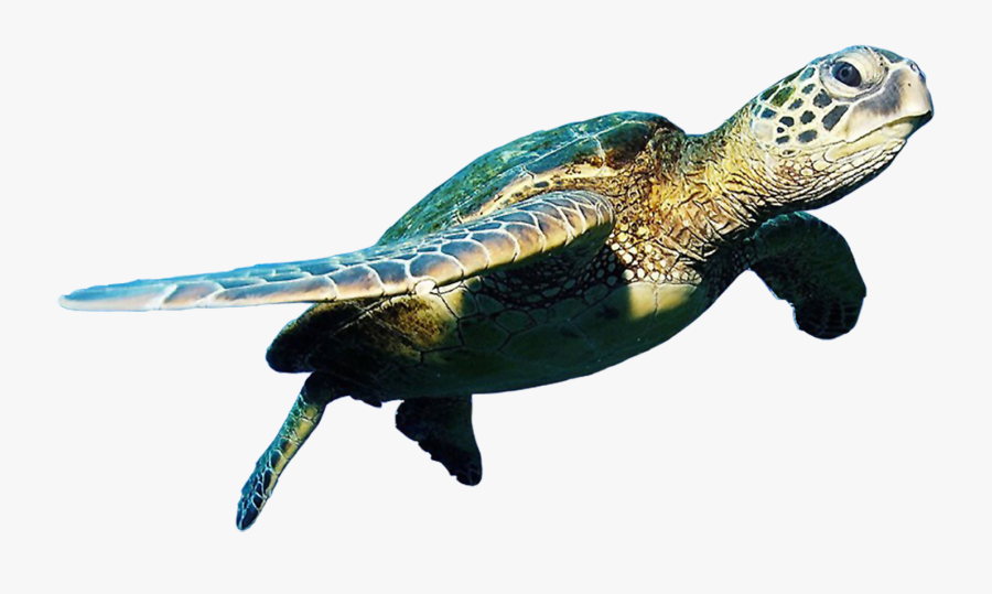 Sea Turtle Transparent Background, Transparent Clipart