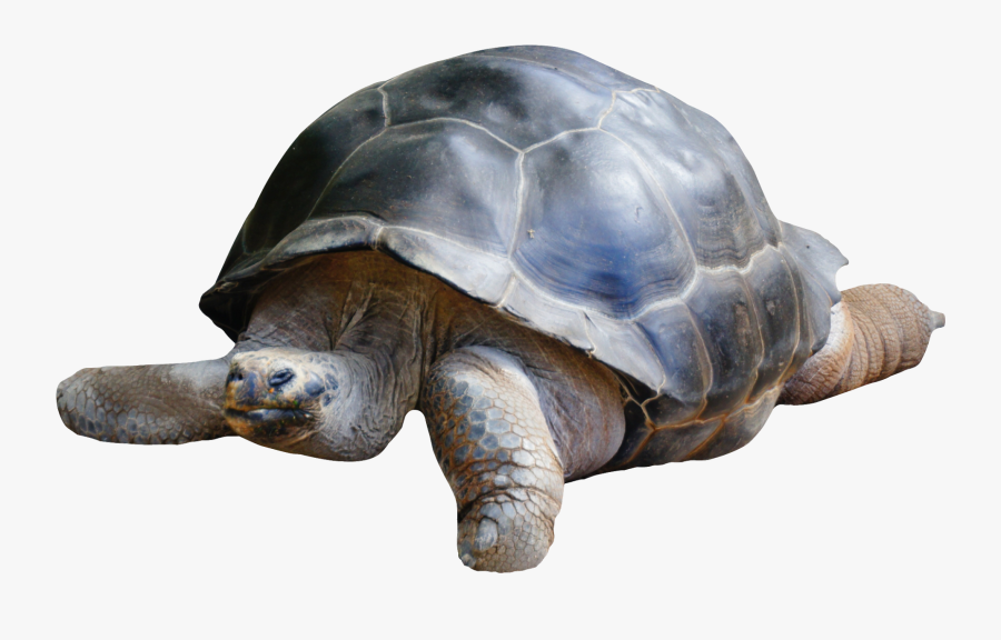 Tortoise Png, Transparent Clipart