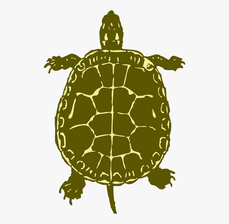 Birds Eye View Of A Turtle, Transparent Clipart