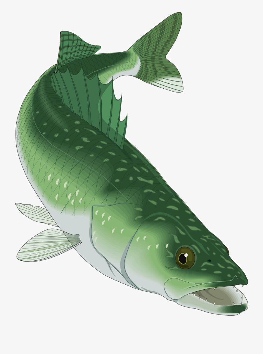 Walleye Vector Clipart - Walleye Clip Art, Transparent Clipart