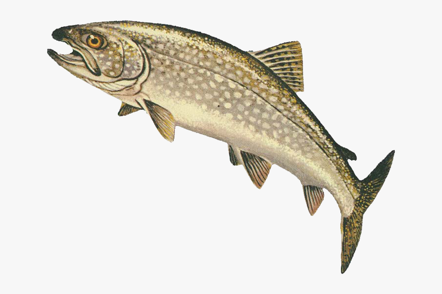 Png Trout Transparent Trout Images - Trout Salmon, Transparent Clipart