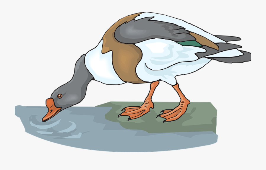 Duck Water Bird - Animals Drinking Water Clipart, Transparent Clipart