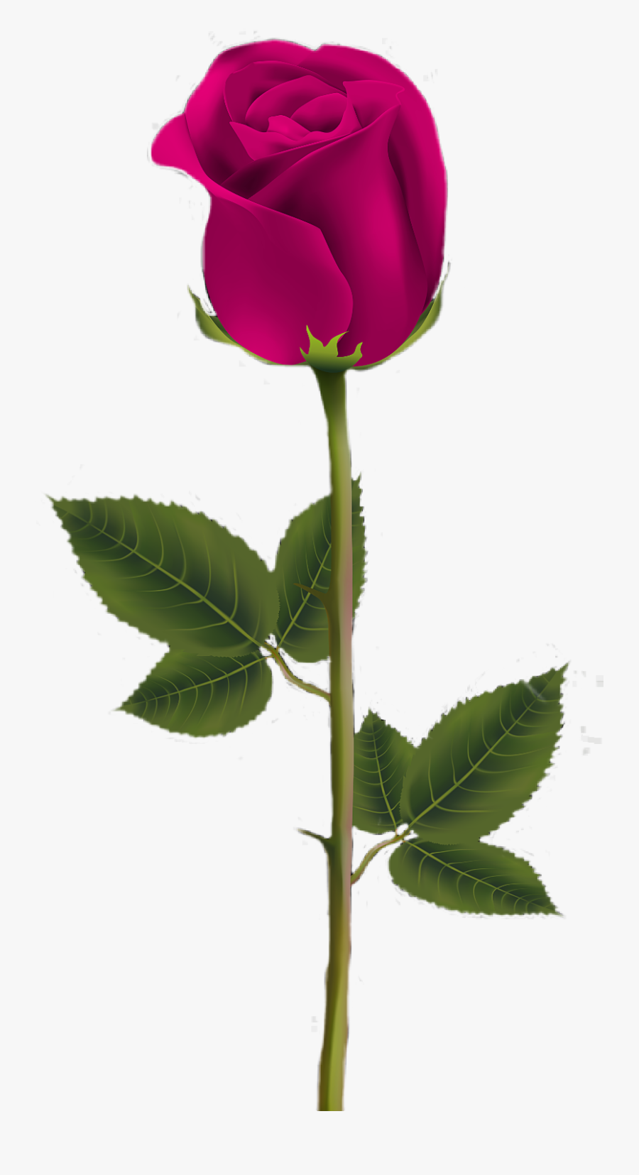 #flower #flor #flores #floral #clipart #clip Art #vetor - Dark Red Rose Png, Transparent Clipart