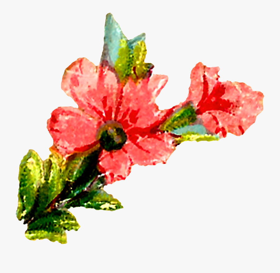 Transparent Hibiscus Flowers Watercolor, Transparent Clipart