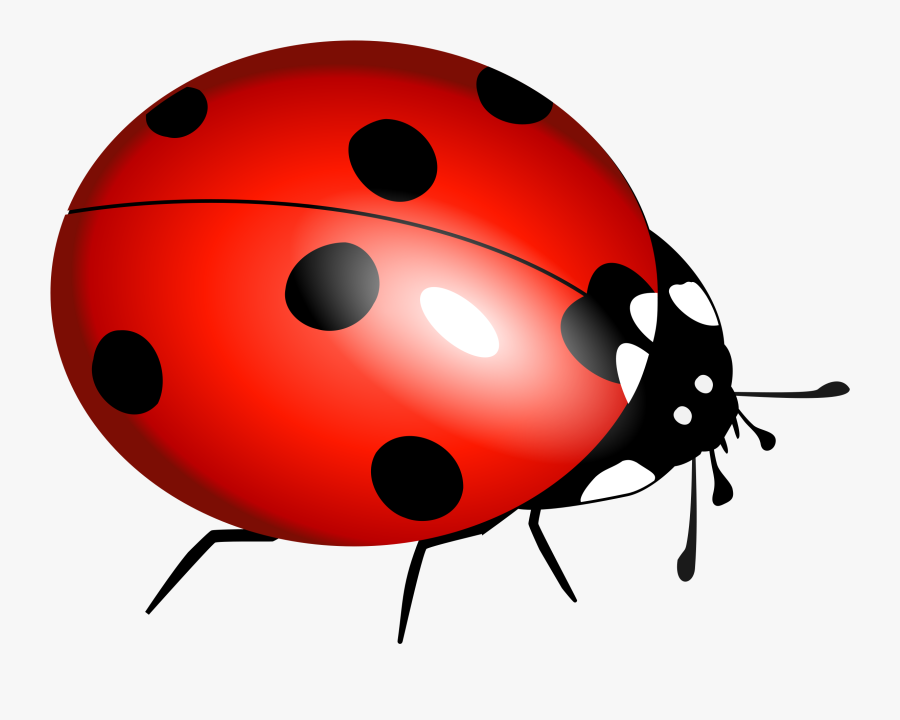 Download Free Bug Clipart Clipartmonk Free Clip Art - Ladybird Pictures To Print, Transparent Clipart