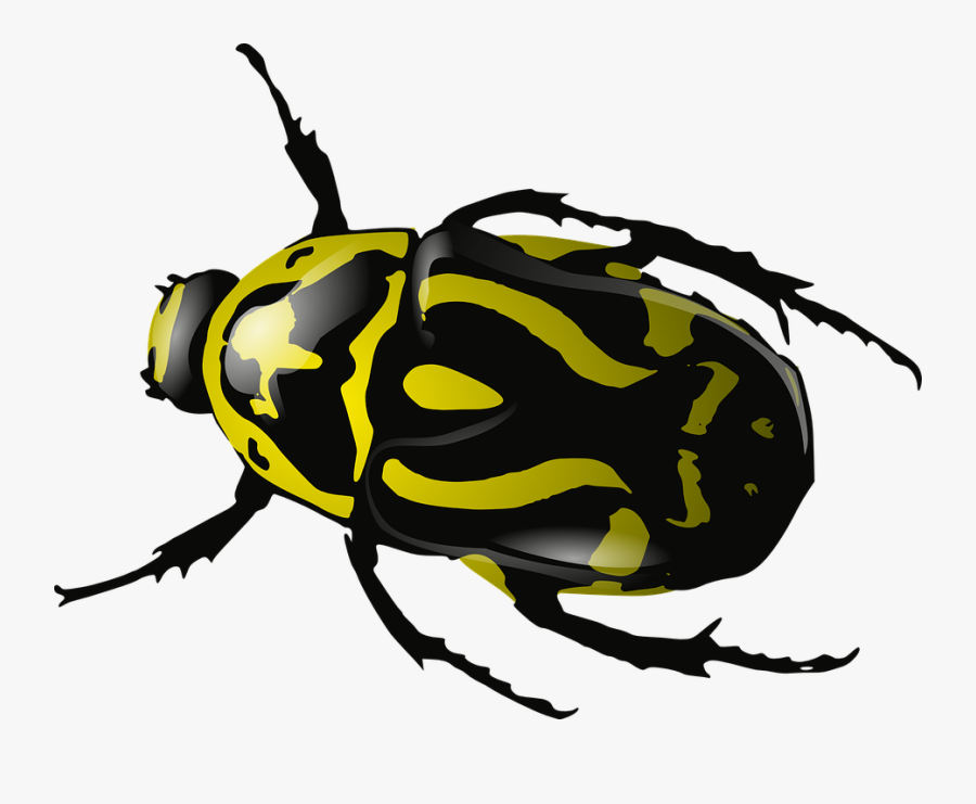 Thumb Image - Clip Art Beetle, Transparent Clipart