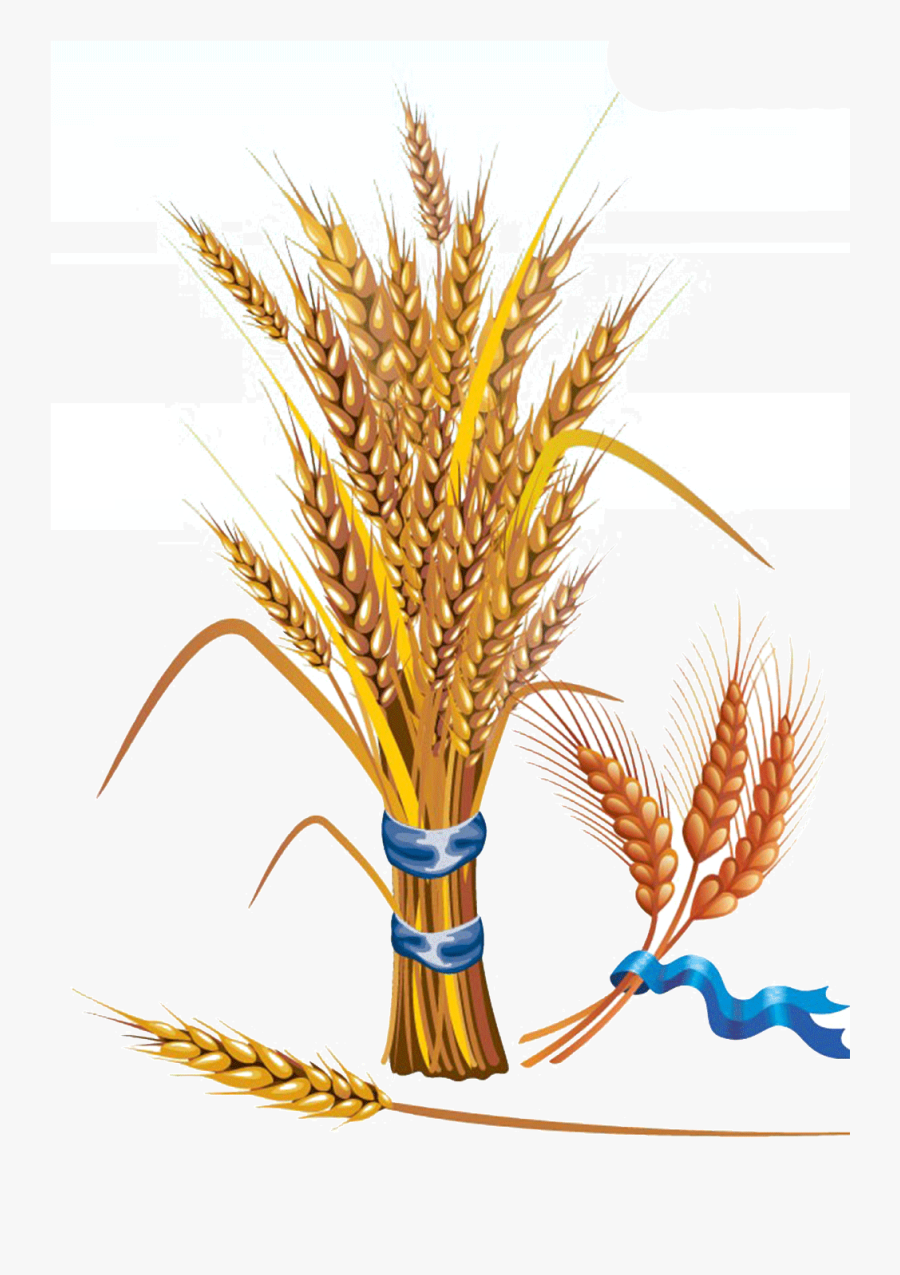 Wheat Euclidean Vector Grain Clip Art - Wheat Vector, Transparent Clipart
