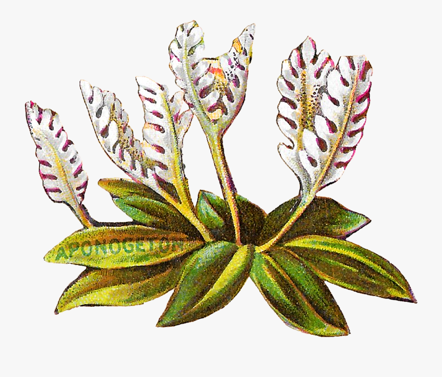Floral Flower Botanical Art Clipart Digital Download - Illustration, Transparent Clipart