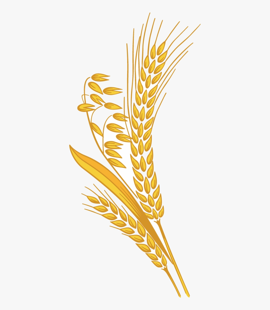 Wheat Rice Grain Clipart Free Images Transparent Png - Transparent Wheat Grain Png, Transparent Clipart