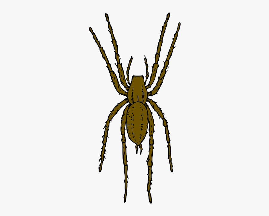 Spider Brown Cartoon Bug Insect Spiders Leap Clipart - Spider Clipart Realistic, Transparent Clipart