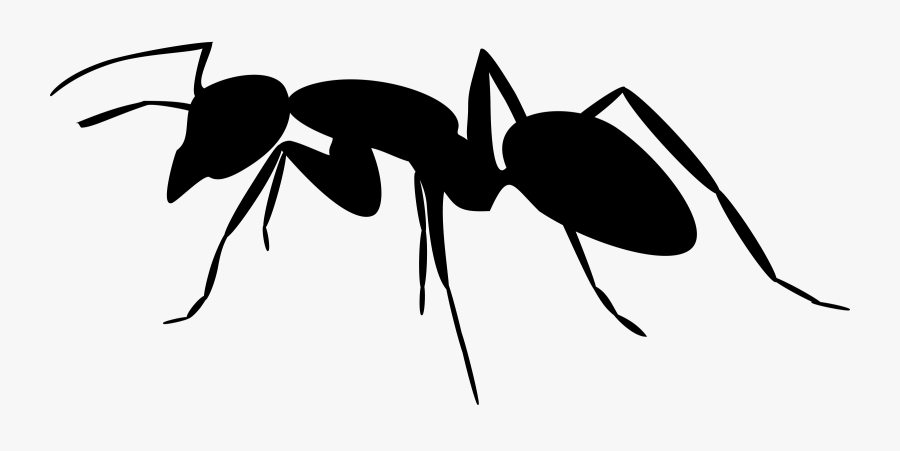 Beetle Silhouette At Getdrawings - Ant Silhouette Png, Transparent Clipart