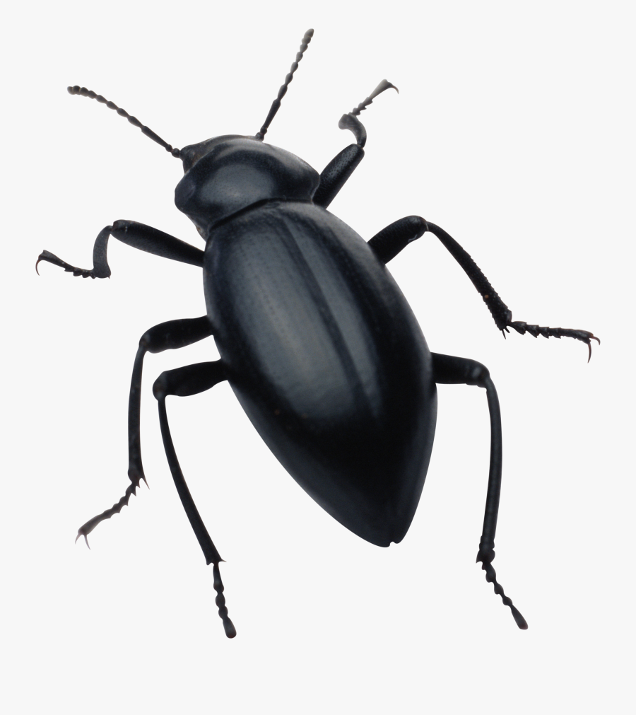 Black Bug Png Image - Bug Png, Transparent Clipart