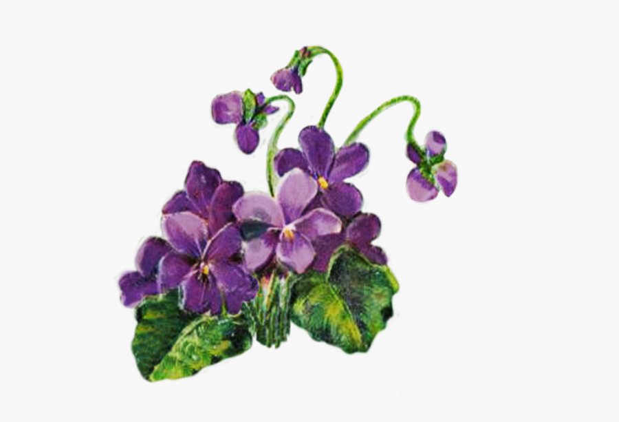 Violets - Violets Clipart, Transparent Clipart
