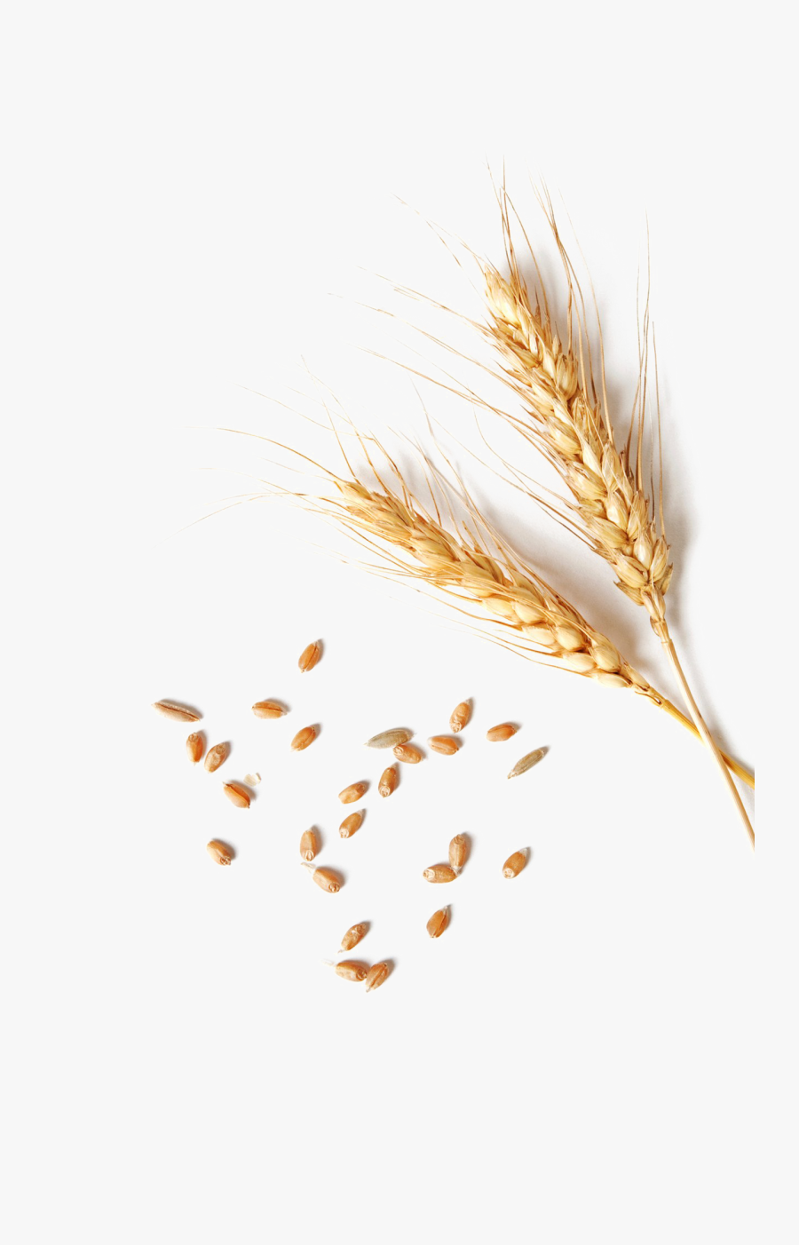 Wheat Png Clipart - Single Wheat Grain Png, Transparent Clipart