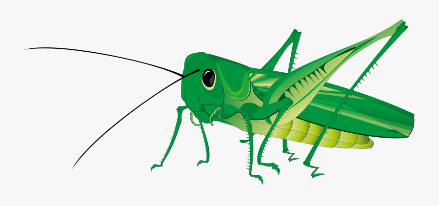 Grasshopper Png Images Free Download - Grasshopper Png, Transparent Clipart