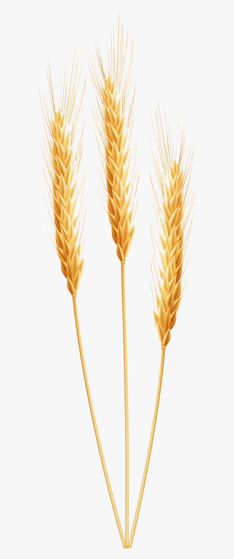 Wheat Clipart Wheet Free On Transparent Png, Transparent Clipart