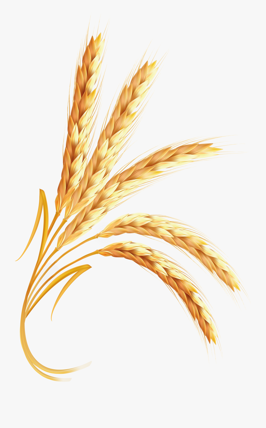 Wheat Png Image Purepng Transparent Png Image, Transparent Clipart