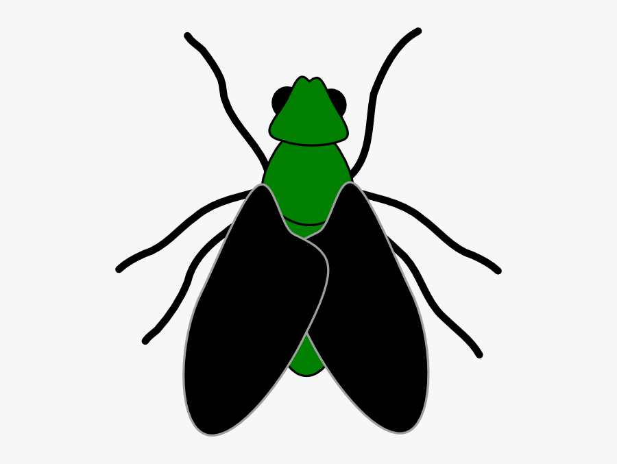 28 Collection Of Bug Clipart No Background - Fly Cliparts, Transparent Clipart