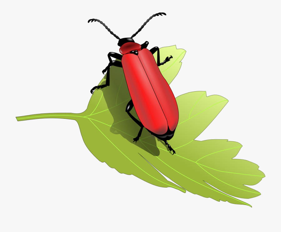 Beetle Clipart Different Insect - Red Bug With Antenna, Transparent Clipart