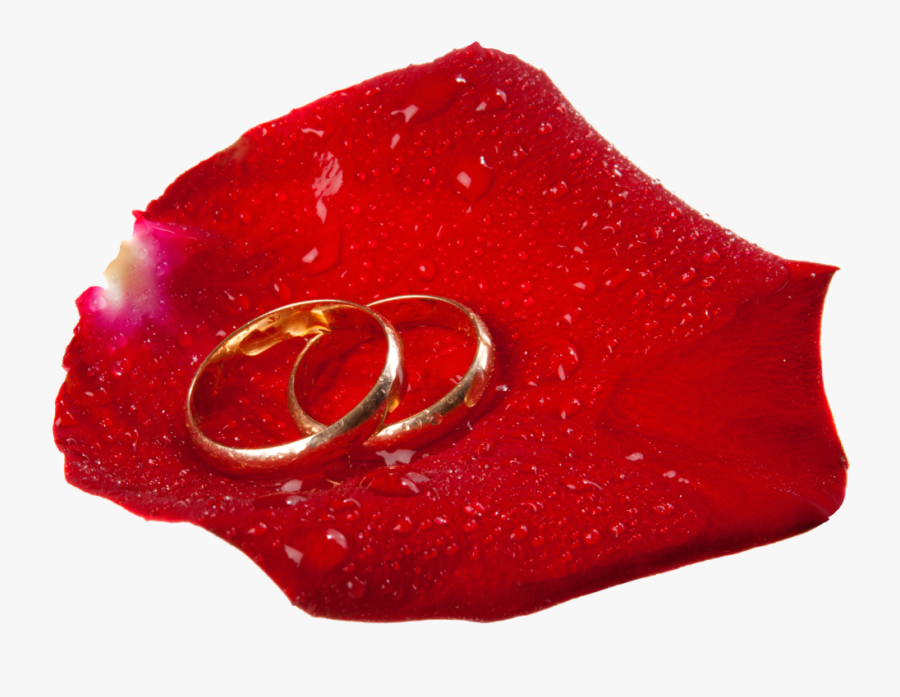 Wedding Rings In Rose Petal Png Clip Art - Rose With Ring In Png, Transparent Clipart