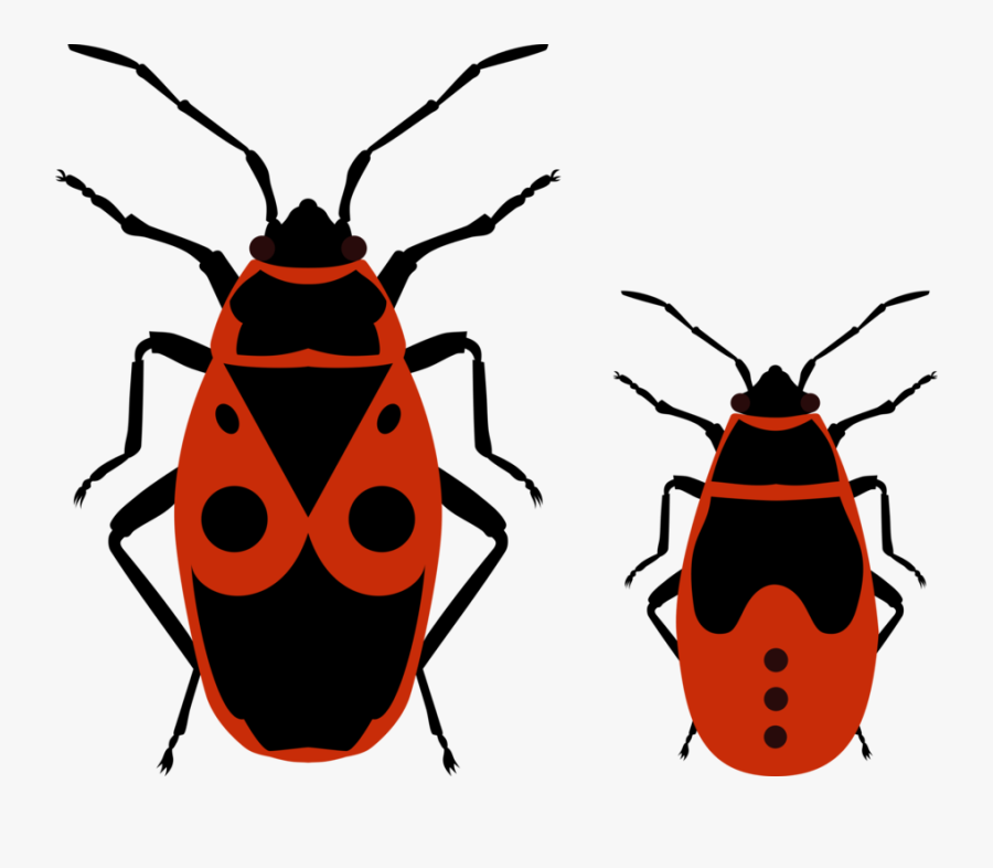 Fireflies And Nymphs - Pyrrhocoris Apterus, Transparent Clipart