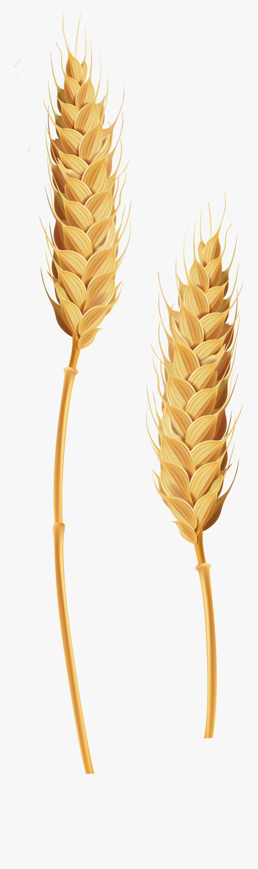 Wheat Stalk Png, Transparent Clipart