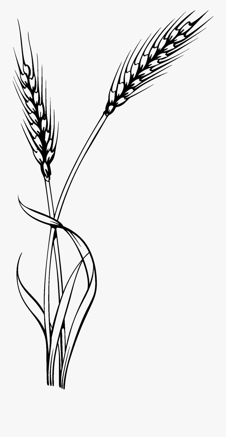 Oat Clipart Stalk - Wheat Vector, Transparent Clipart