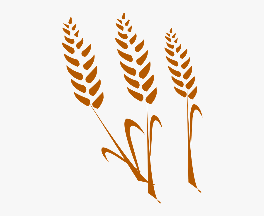 Wheat Vector 23, Buy Clip Art - Wheat, Transparent Clipart