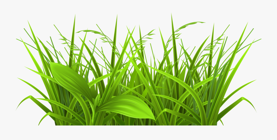 Prairie Or Field Or Wheat Or Grass Clipart - Weeds Clip Art, Transparent Clipart