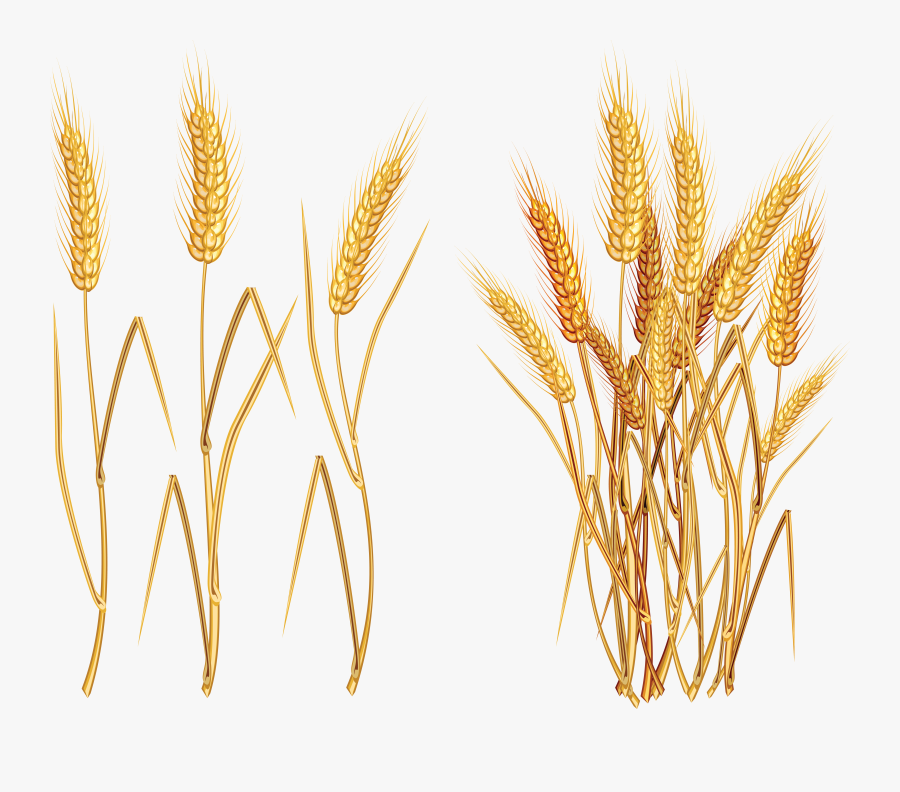 Transparent Background Wheat Png, Transparent Clipart