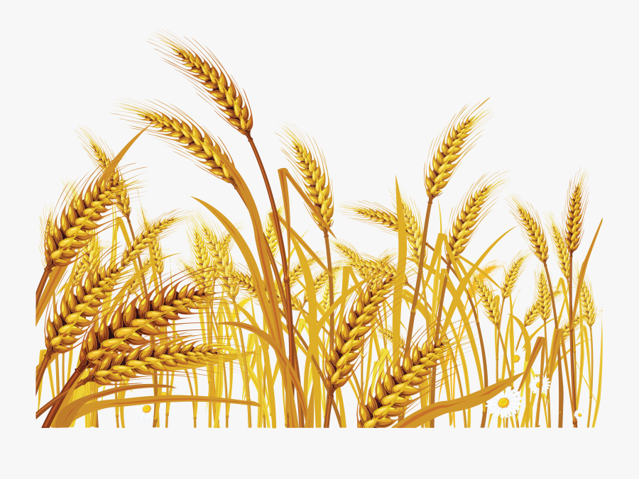 Wheat Transparent Png Pictures Icons And Png - Wheat Png, Transparent Clipart