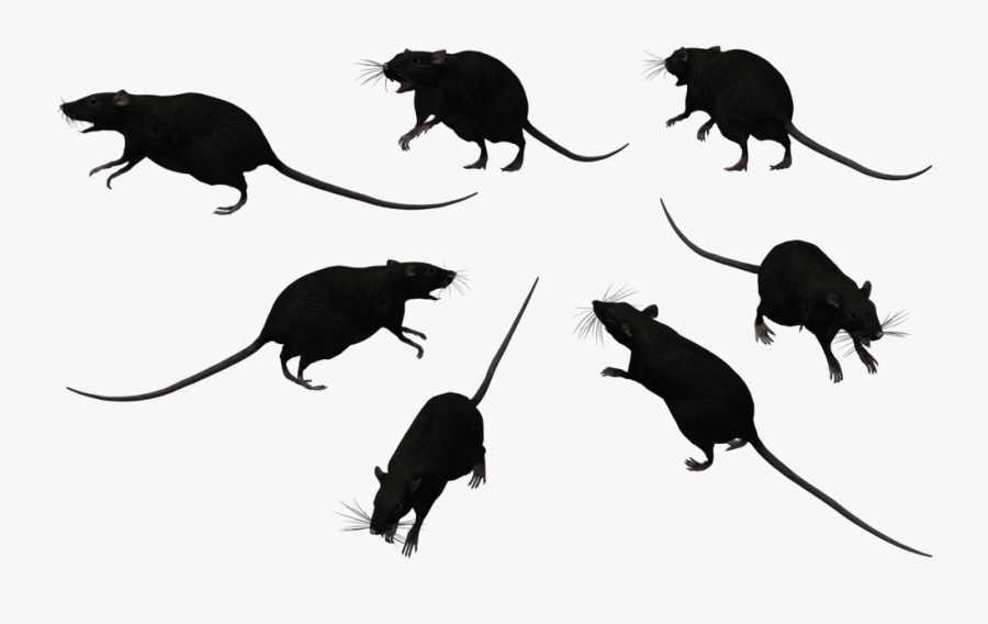 Rat Clipart Black - Group Of Black Rats, Transparent Clipart