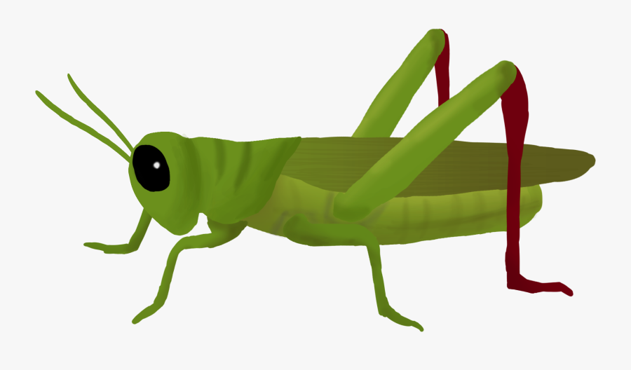 28 Collection Of Cricket Clipart Transparent Grasshopper Png