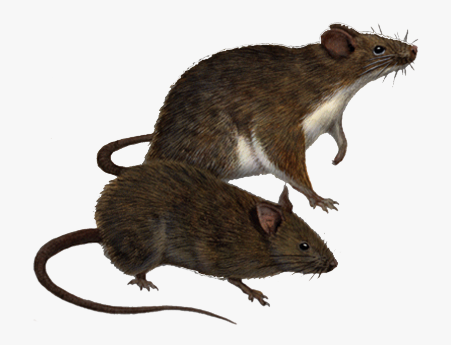 Download Rat Png Clipart - 2 Rats Clip Art, Transparent Clipart