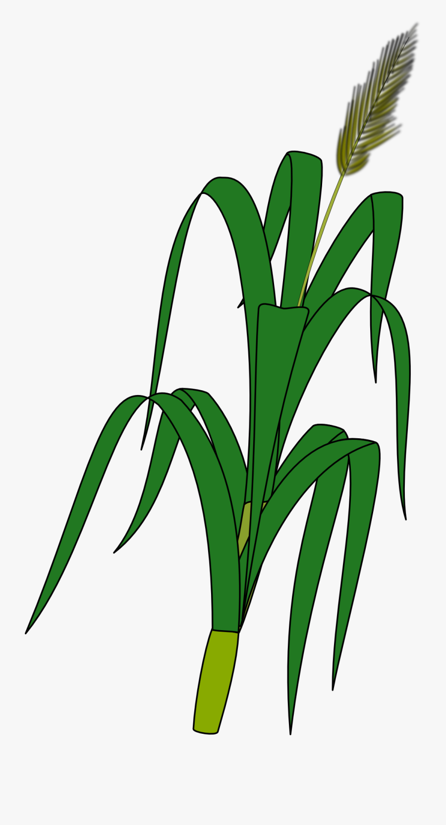 Wheat Plant To Draw - Wheat Plant Drawing, Transparent Clipart