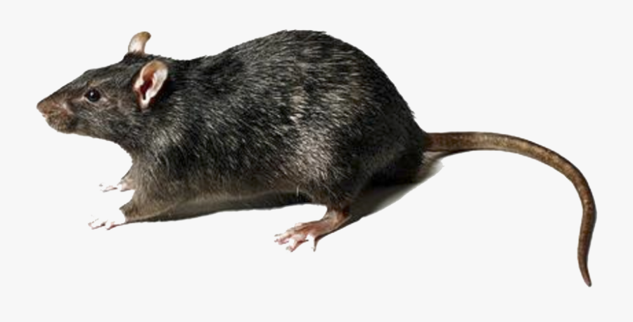 Png Images Free Download - Rat Transparent Background, Transparent Clipart