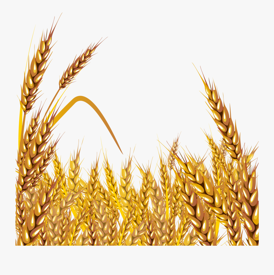 Transparent Wheat Png - Wheat Field Clipart, Transparent Clipart