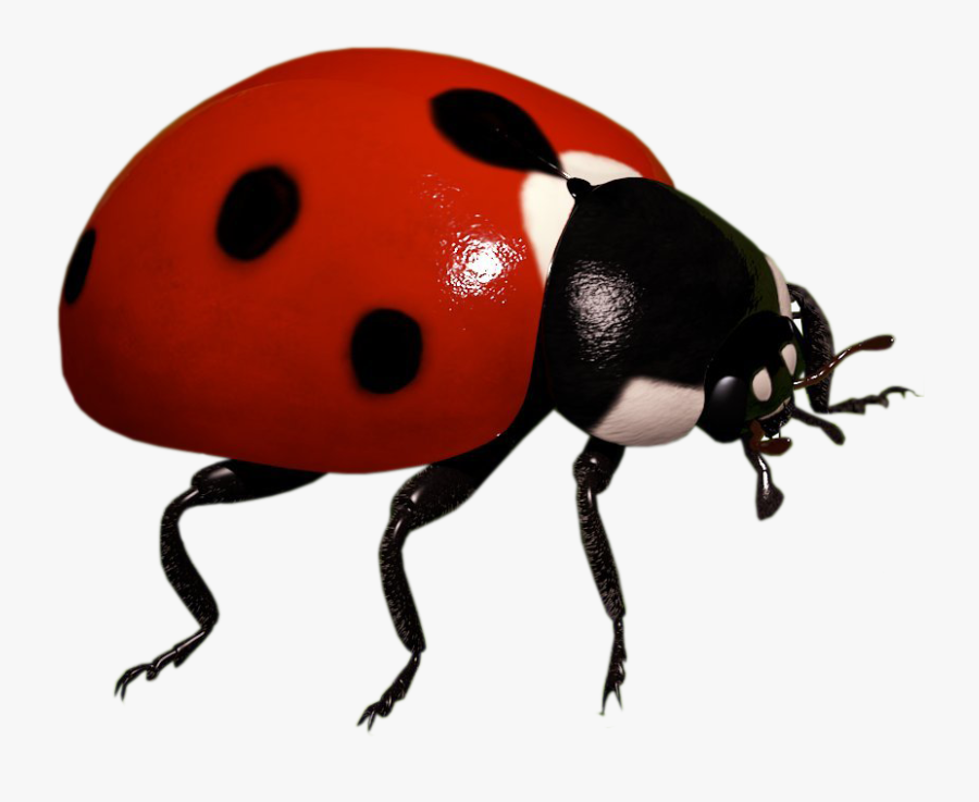 Insect Background Png Arts Transparent Background - Ladybug Insect Transparent Background, Transparent Clipart